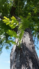 Gleditsia triacanthos