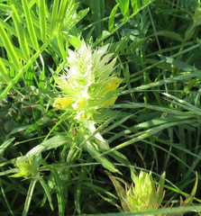 Melampyrum argyrocomum