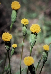 Podotheca gnaphalioides