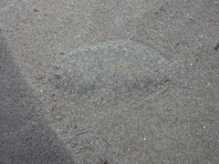 Arnoglossus