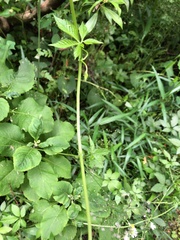 Gynostemma pentaphyllum