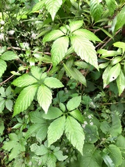 Gynostemma pentaphyllum