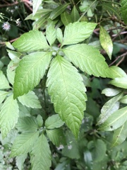 Gynostemma pentaphyllum