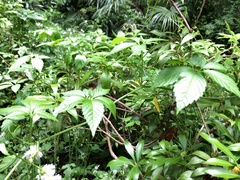 Gynostemma pentaphyllum