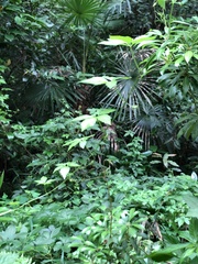 Gynostemma pentaphyllum