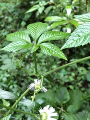 Gynostemma pentaphyllum