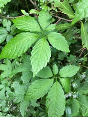 Gynostemma pentaphyllum