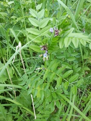 Vicia sepium