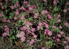 Calandrinia polyandra