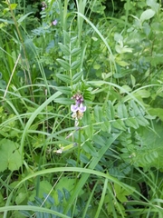 Vicia sepium