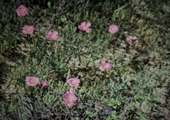 Calandrinia polyandra
