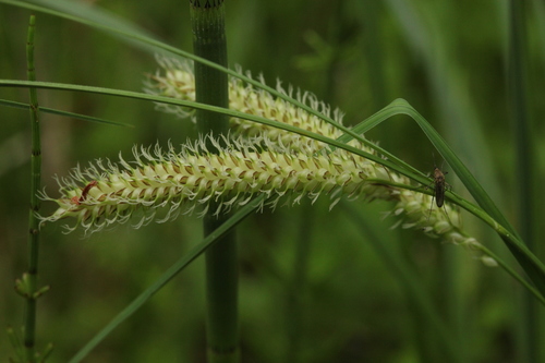 Carex X involuta