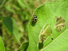 Calligrapha vigintimaculata