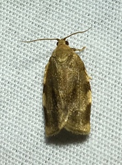 Choristoneura fractivittana