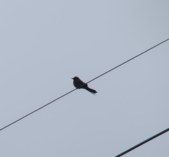 Dicrurus macrocercus