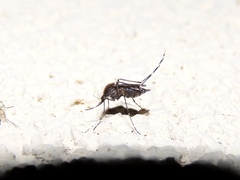 Aedes mitchellae