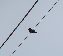 Dicrurus macrocercus