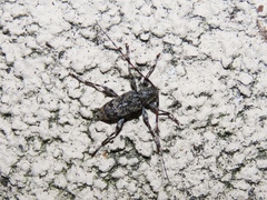 Graphisurus fasciatus