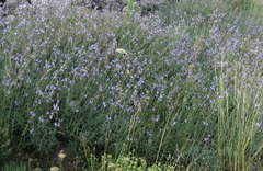 Salvia officinalis