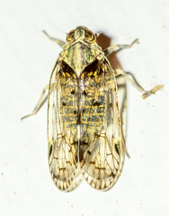 Melanoliarus placitus