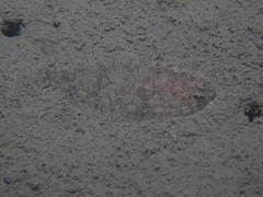 Arnoglossus laterna