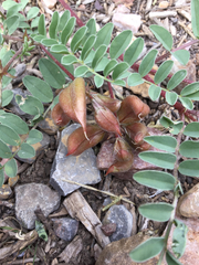 Astragalus cibarius