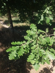 Quercus pubescens