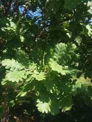 Quercus pubescens