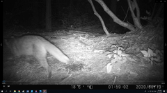 Prionailurus bengalensis