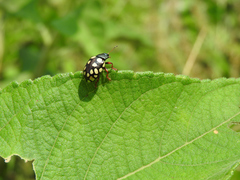 Calligrapha vigintimaculata