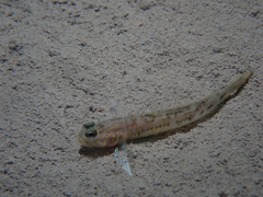 Lesueur's Goby photo 5