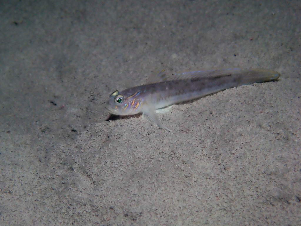 Lesueur's Goby