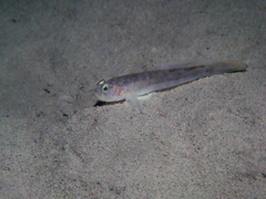 Lesueur's Goby photo 3
