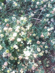 Trifolium campestre
