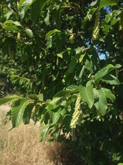 Ostrya carpinifolia