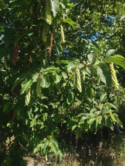Ostrya carpinifolia