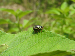 Calligrapha vigintimaculata