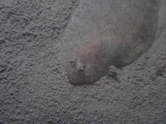 Arnoglossus laterna