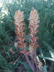 Orobanche