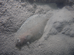Arnoglossus laterna