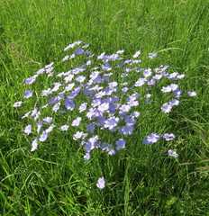 Linum nervosum