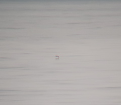 Calonectris leucomelas
