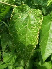 Aceria guazumae