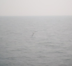 Calonectris leucomelas