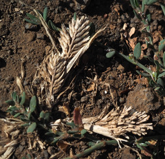 Sclerochloa dura
