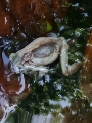 Osteopilus dominicensis