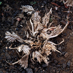 Sclerochloa dura