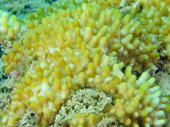 Montipora verrucosa