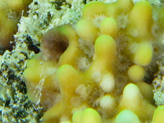 Montipora verrucosa