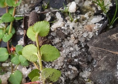 Gonocarpus micranthus micranthus